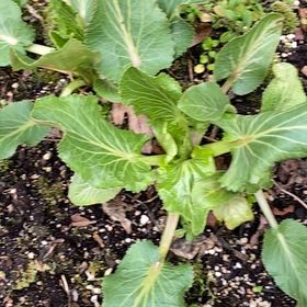 Photo of the plant species Flat Sea Holly by @SwiftRedlog named Denali on Greg, the plant care app