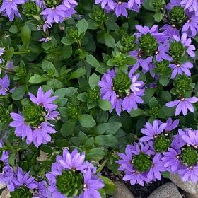 Photo of the plant species Fairy Fan-Flower by @SwiftRedlog named Ronaldo on Greg, the plant care app