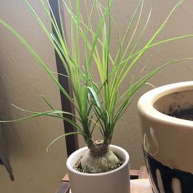 Photo of the plant species Albuca sp 'Augrabies Hills' by @RadiantWeed named Orwell on Greg, the plant care app