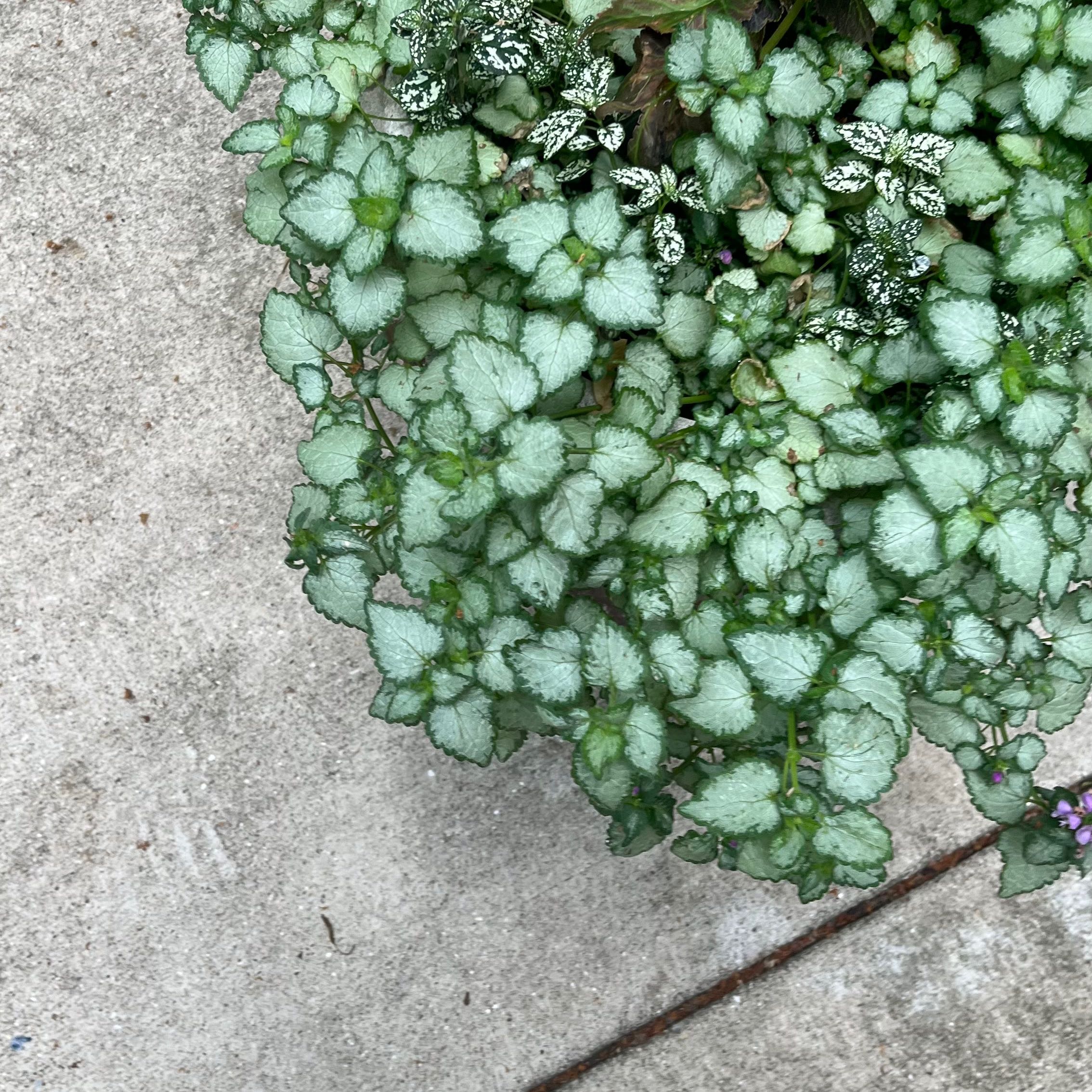 Image of a healthy Spotted Deadnettle plant with variegated leaves.