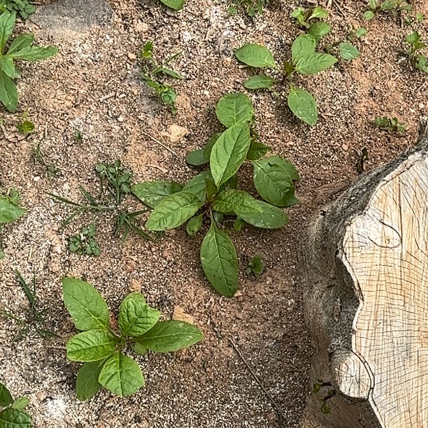 Several young Purple Amaranth plants growing in sandy soil next to a tree stump.