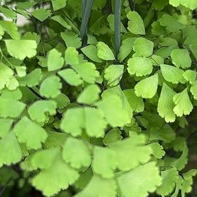 Photo of the plant species Brittle Maidenhair Fern by @PoetRosilla named Mollie on Greg, the plant care app