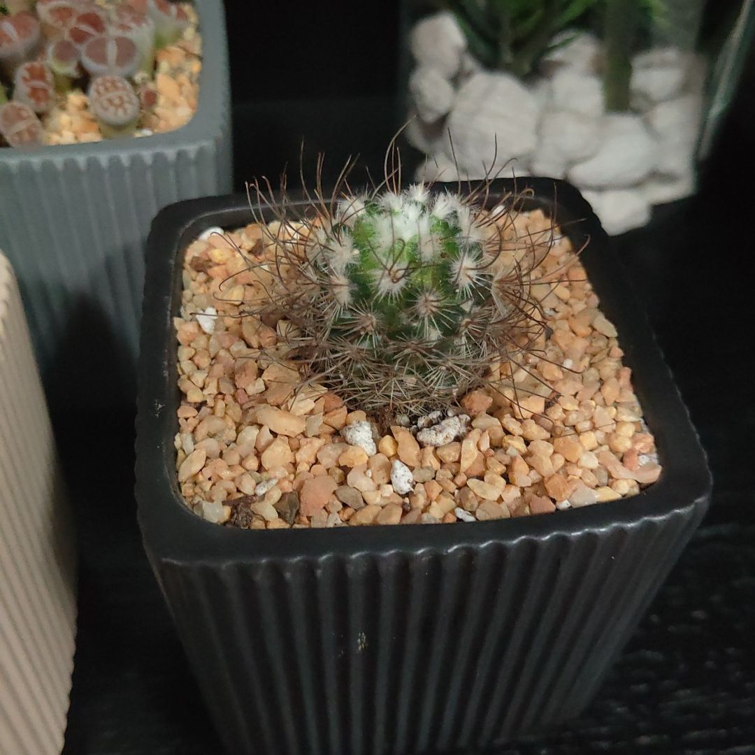 Turbinicarpus schmiedickeanus cactus in a black pot with gravel.