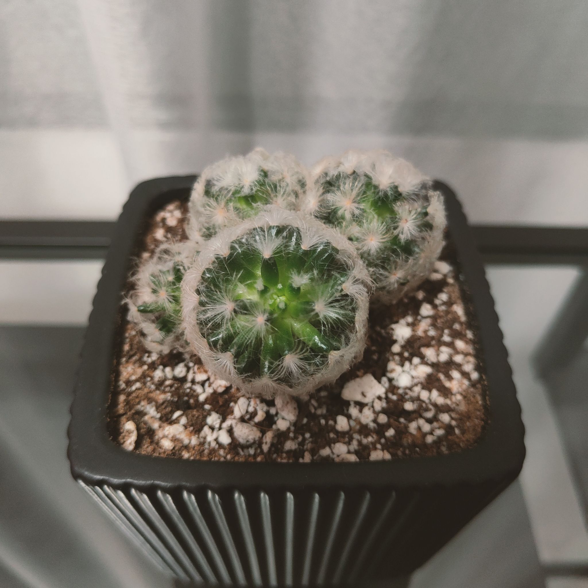 Feather Cactus in a black pot with visible soil, appears healthy.