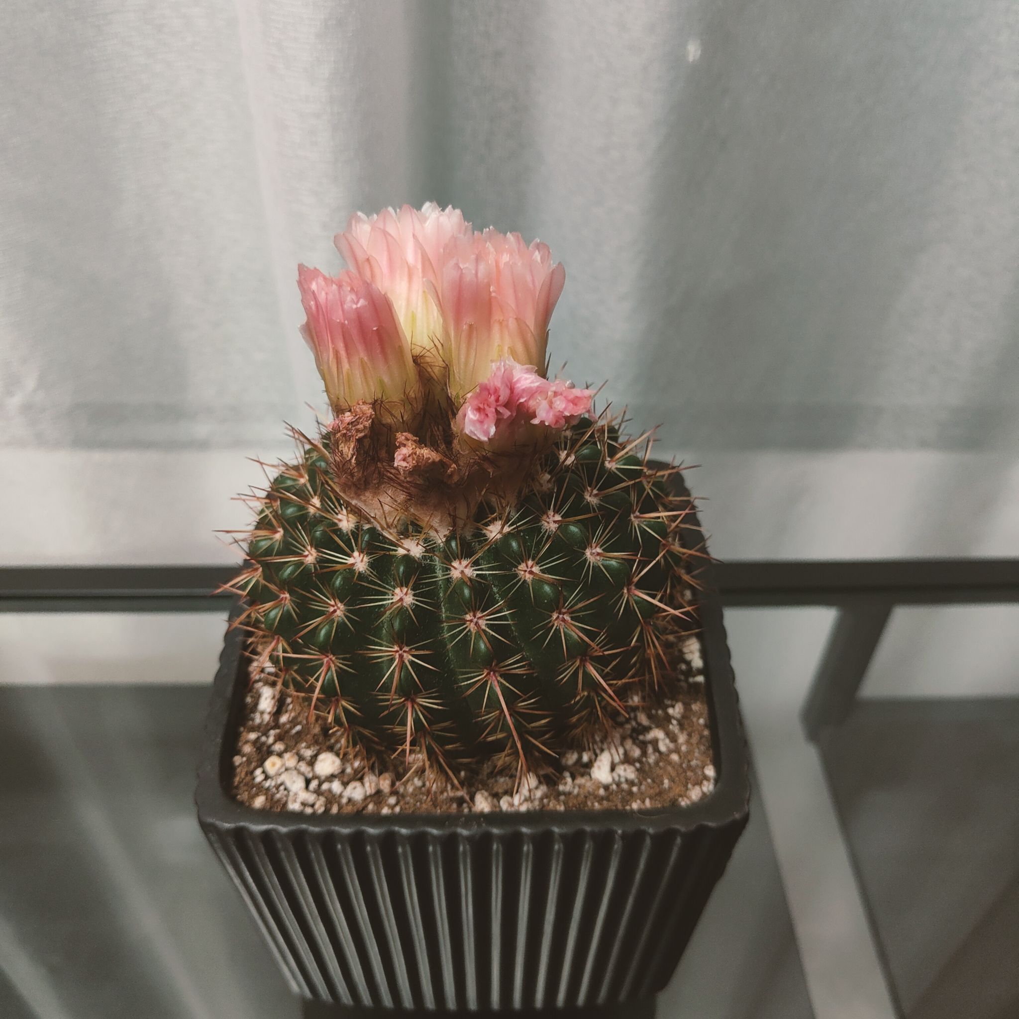 Photo of the plant species Parodia ottonis by @DianasCactiii named Lola on Greg, the plant care app