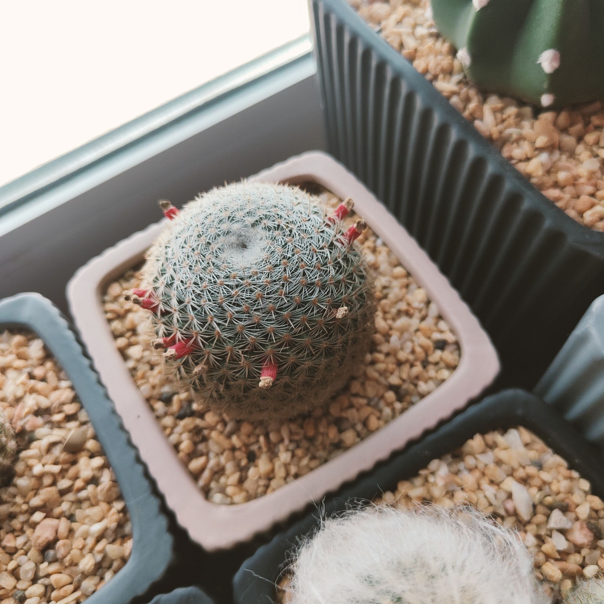 Photo of the plant species Mammillaria perbella by @DianasCactiii named Aria on Greg, the plant care app