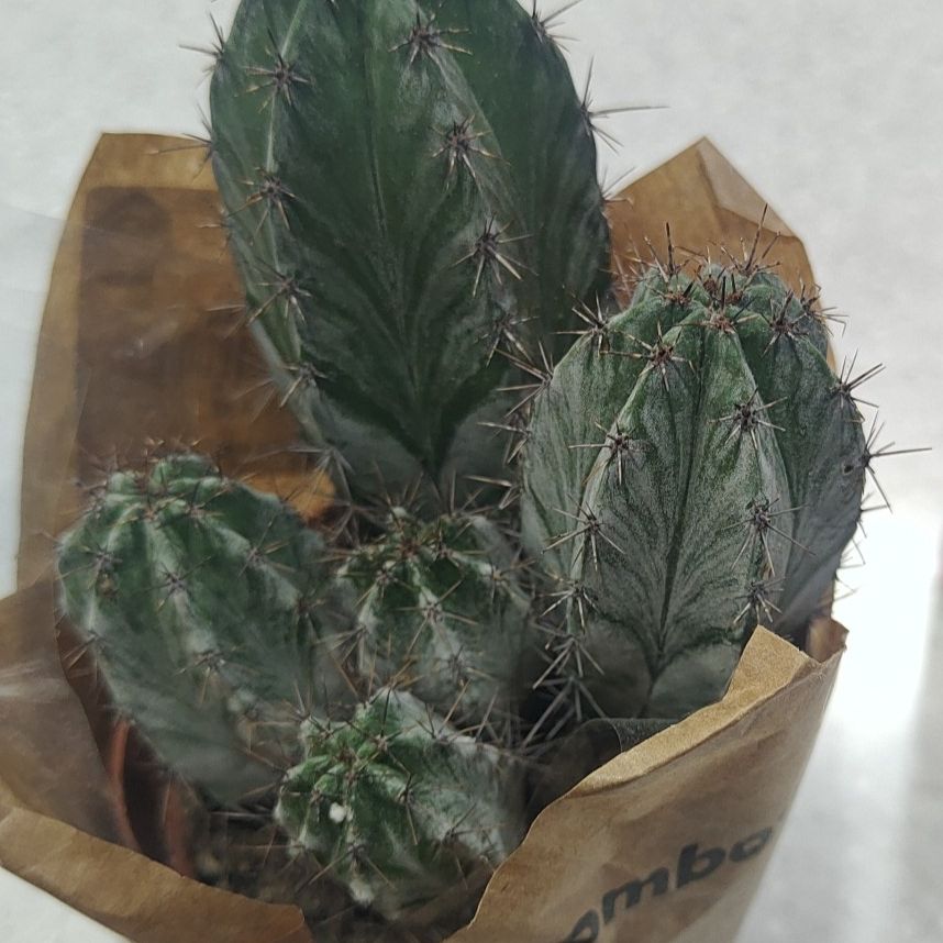 Polaskia chichipe cactus with multiple stems and spines in a paper wrapping.