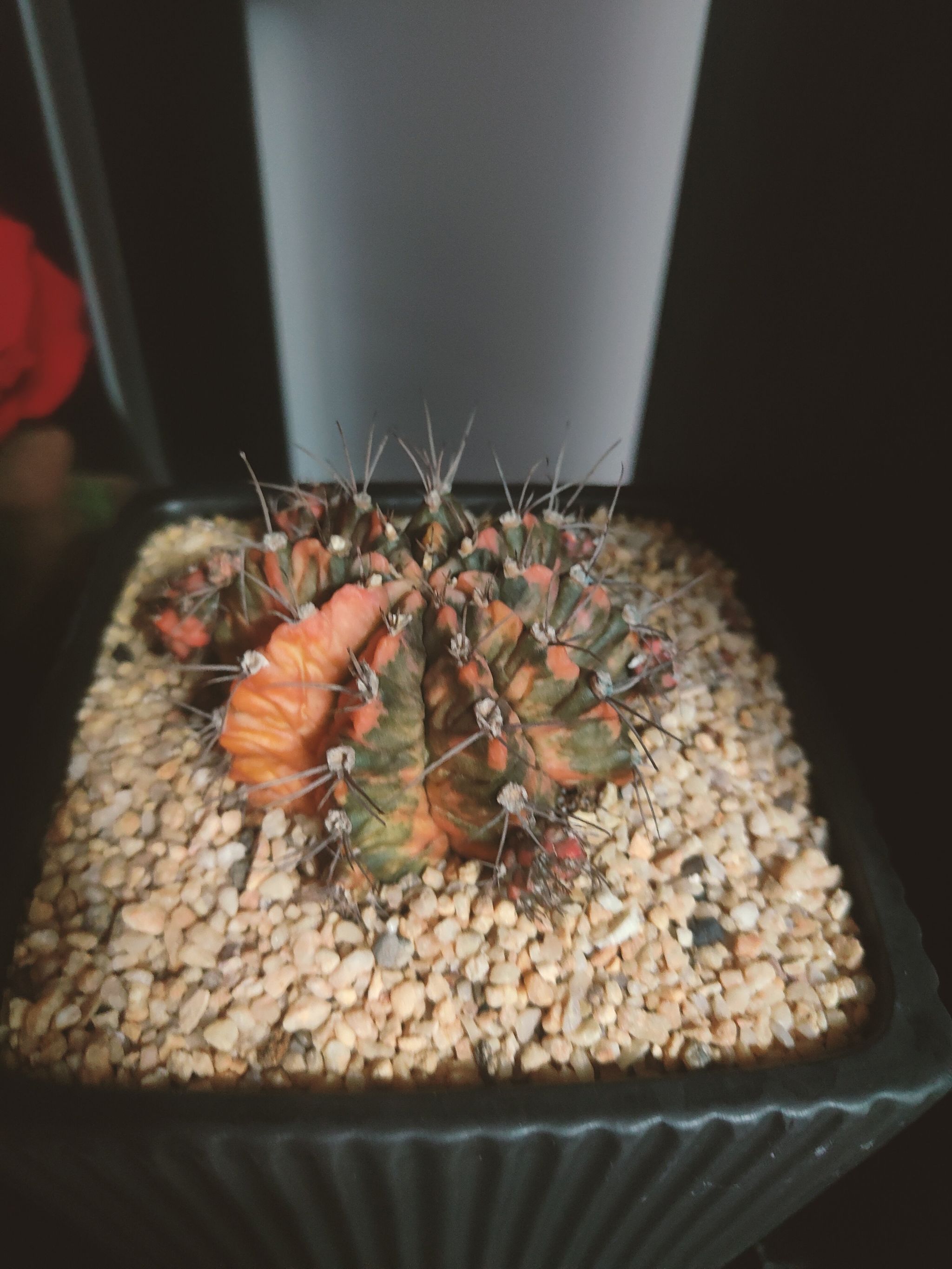 Navajo