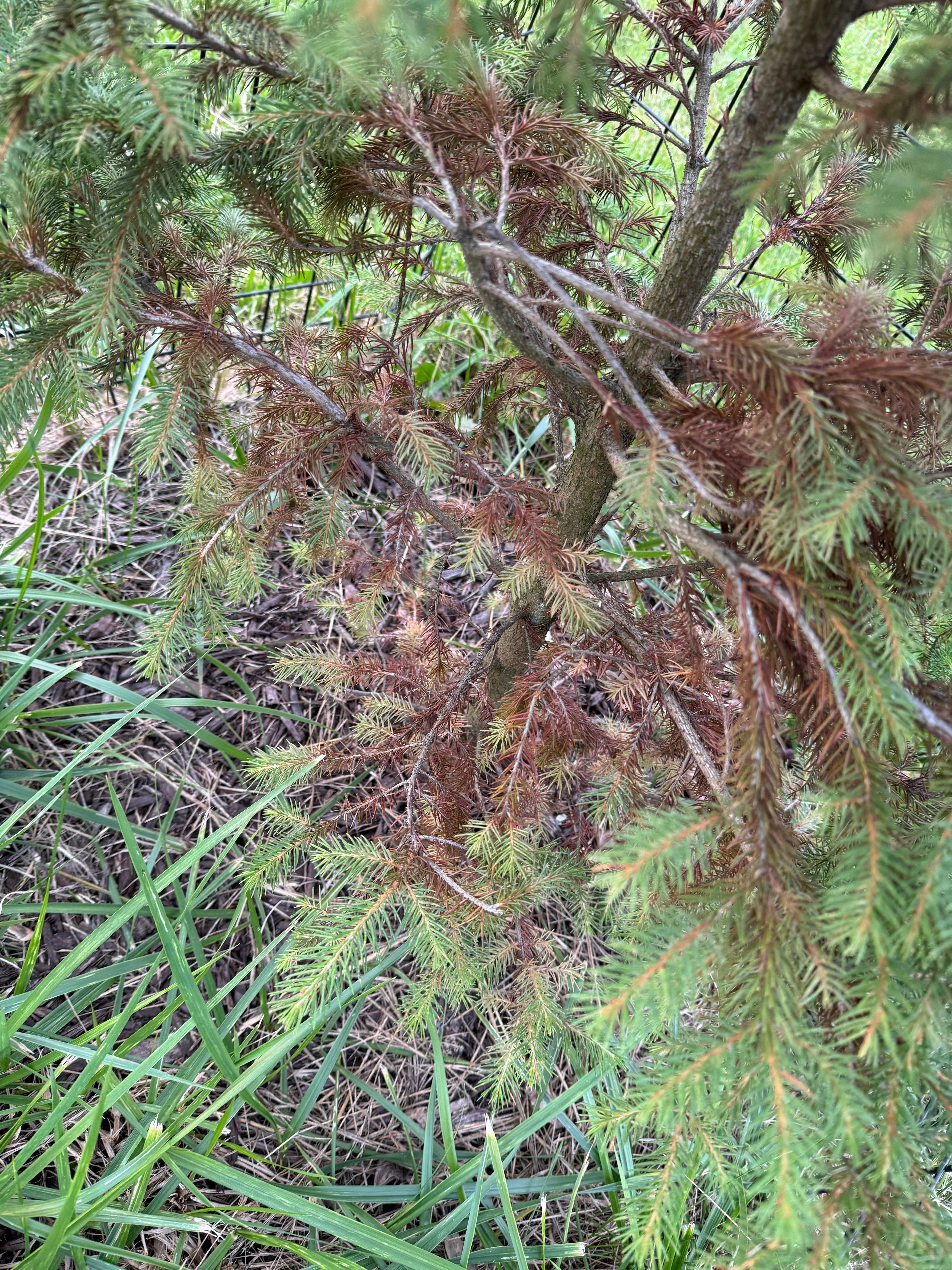 🌲 Norway Spruce Is Not an Annual