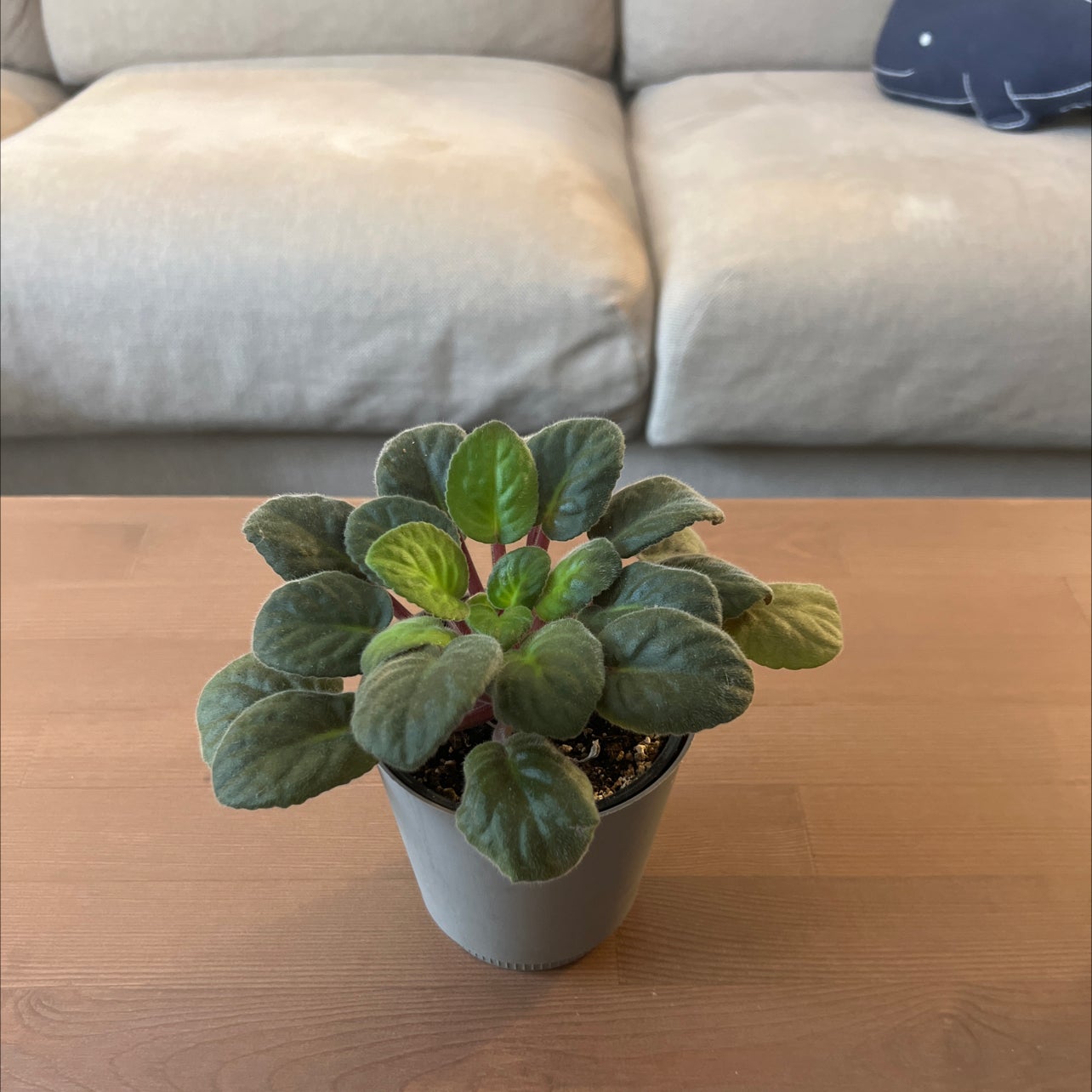 Why Are My African Violet Leaves Curling?