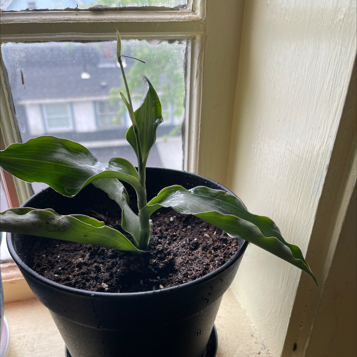 Potted Bright Star Murdannia plant on a windowsill with visible soil and green leaves.