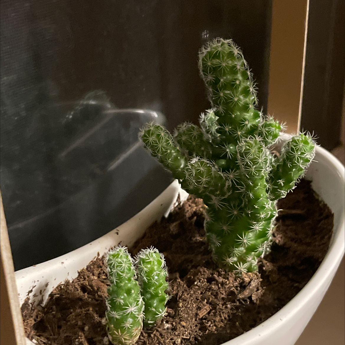 Chihuahuan Beehive cactus in a white pot with visible soil, appears healthy.