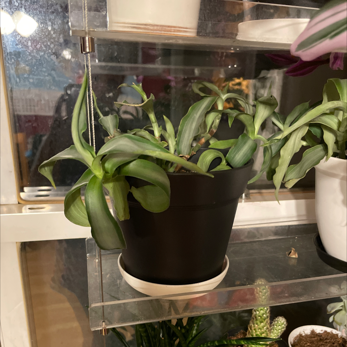 Potted Bright Star Murdannia plant on a shelf with other plants in the background.
