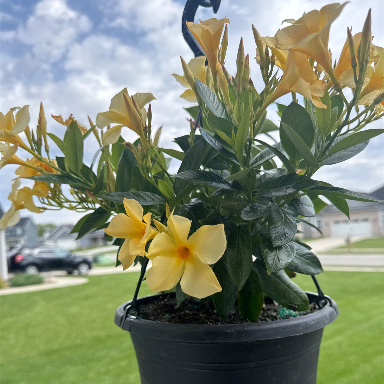Photo of the plant species Golden Trumpet by @GiddyPeony named Golden Trumpet on Greg, the plant care app