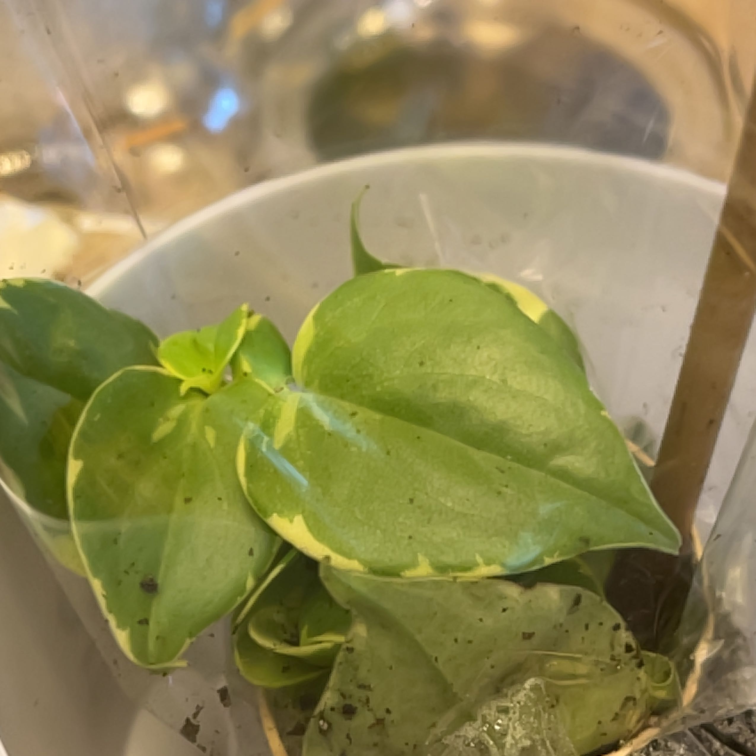 Variegated Peperomia Scandens plant in a white pot with healthy variegated leaves.