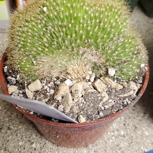 Photo of the plant species Trichocereus huascha cristata by @FelicitousAnise named Shakira on Greg, the plant care app