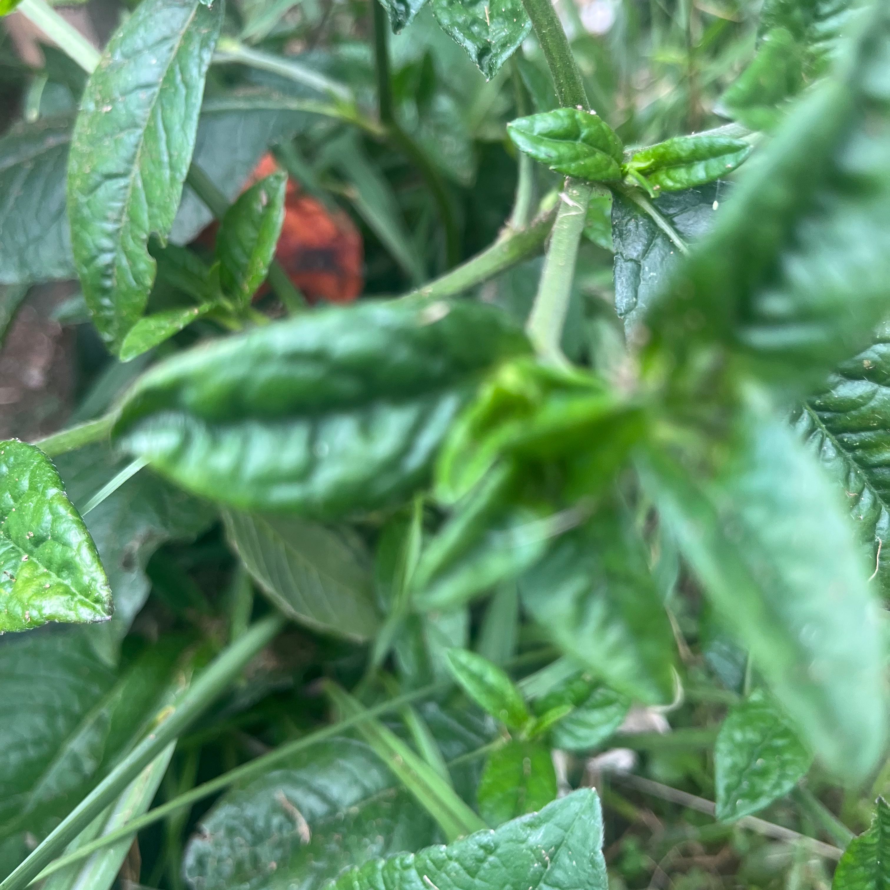Photo of the plant species Carolina Elephantsfoot by @LordlyTerranium named Coco on Greg, the plant care app