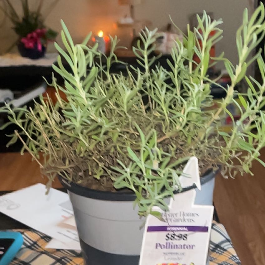 Photo of the plant species SuperBlue Lavender by @LordlyTerranium named Prince on Greg, the plant care app