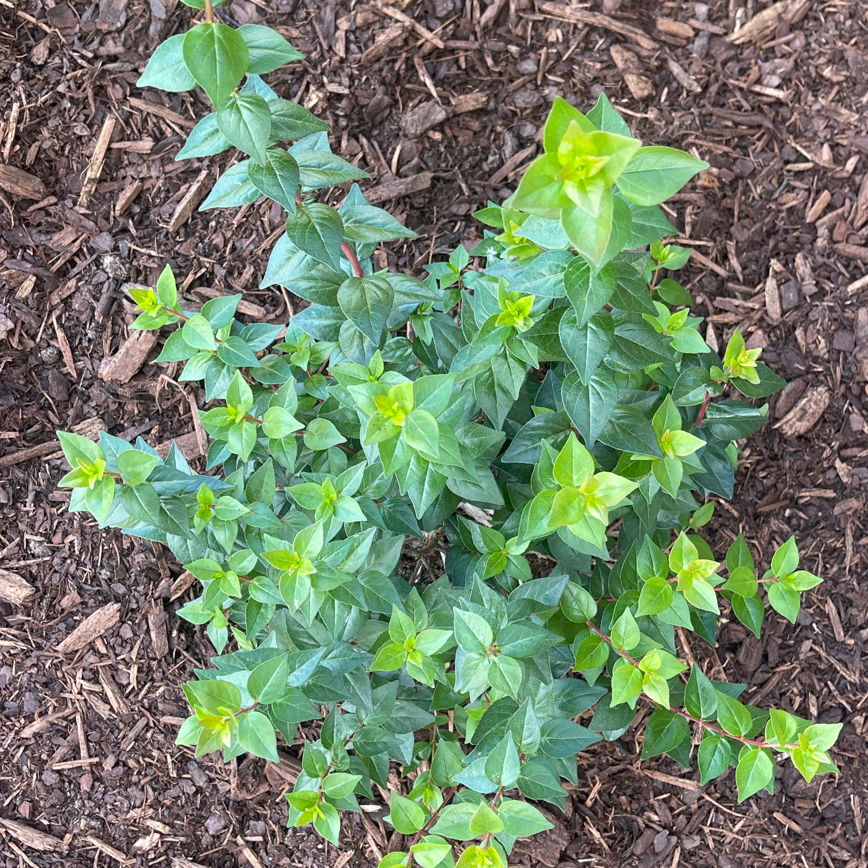Photo of the plant species Glossy Abelia by @FineCutgrass named Austen on Greg, the plant care app
