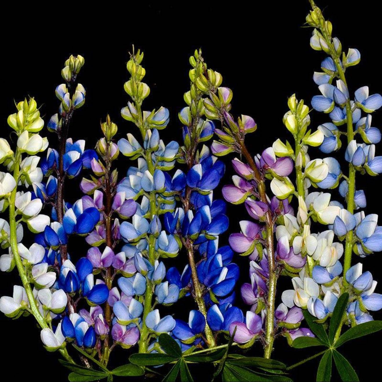 Photo of the plant species Big-Leaved Lupine by @AppetentFrithia named Willow on Greg, the plant care app