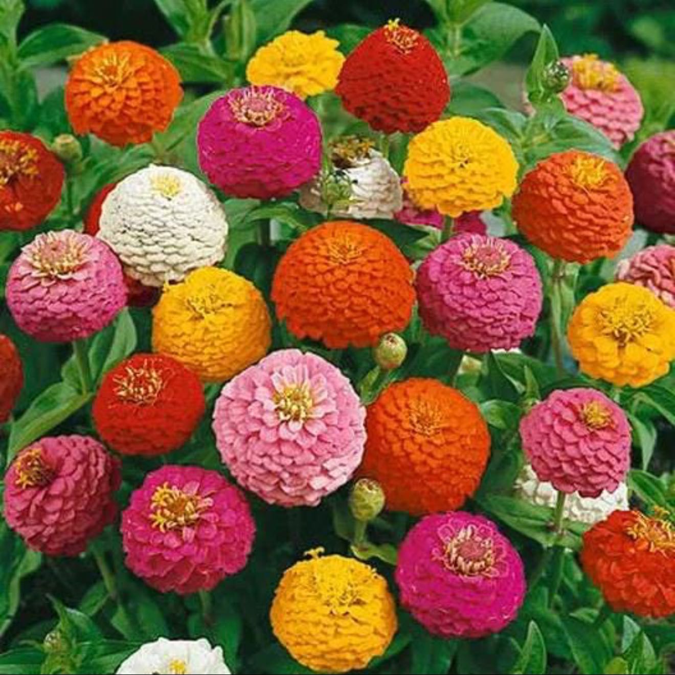 Photo of the plant species Zinnia by @AppetentFrithia named Gomez on Greg, the plant care app