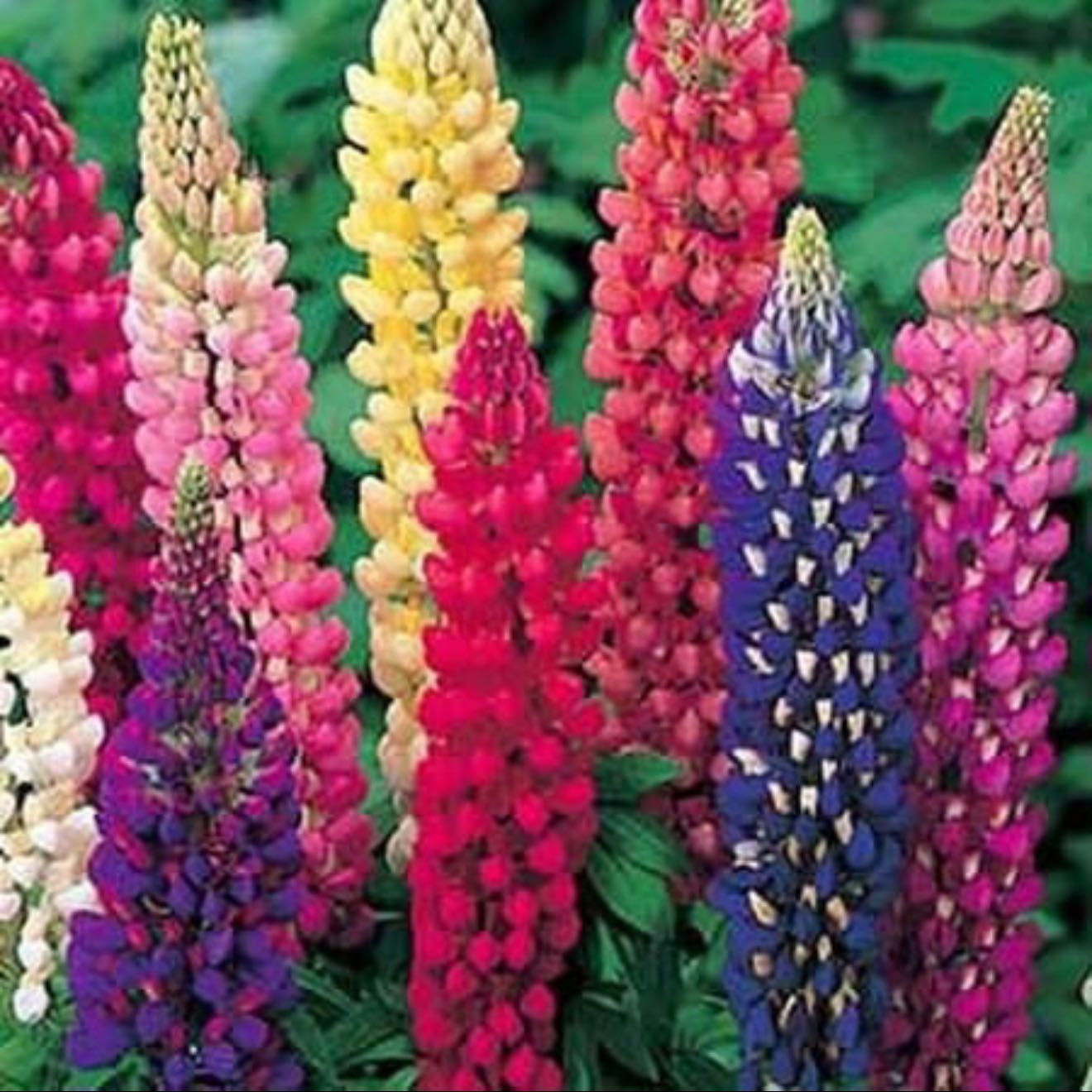 Photo of the plant species Big-Leaved Lupine by @AppetentFrithia named Pax on Greg, the plant care app