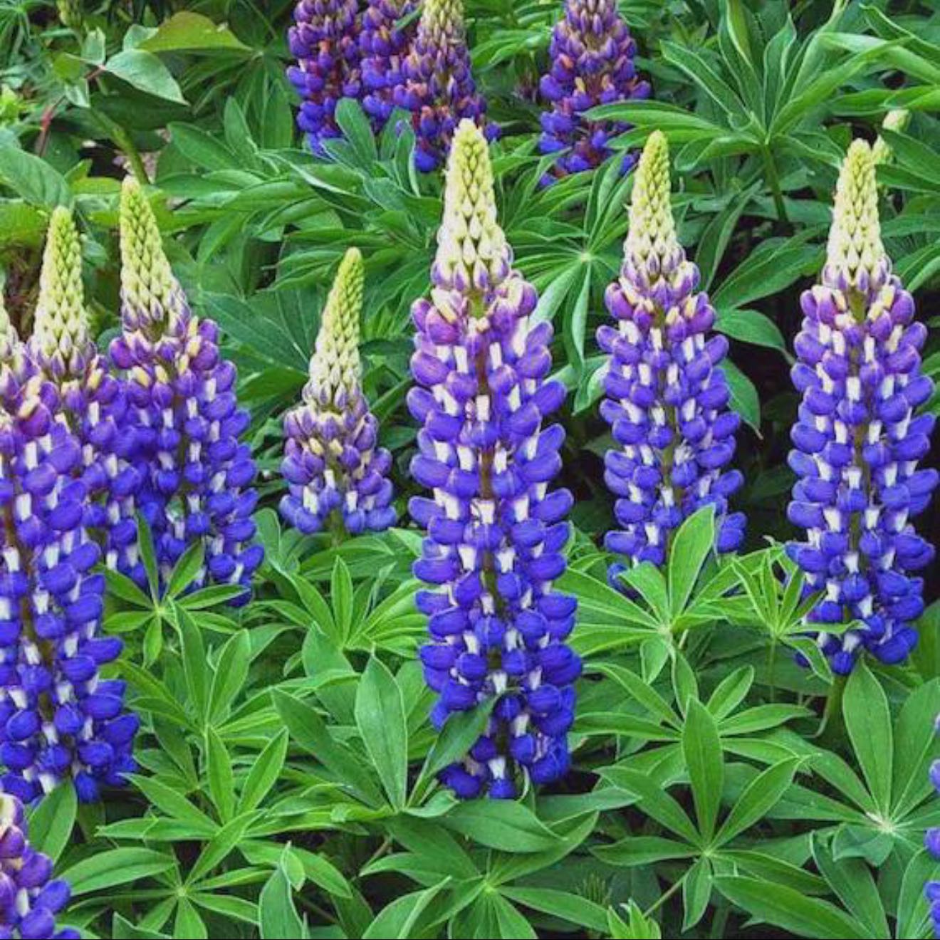 Photo of the plant species Big-Leaved Lupine by @AppetentFrithia named Denali on Greg, the plant care app