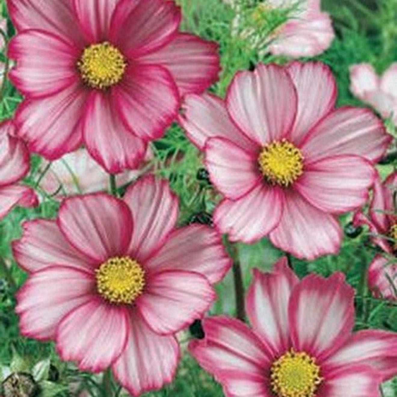 Photo of the plant species Garden Cosmos by @AppetentFrithia named Sherlock on Greg, the plant care app