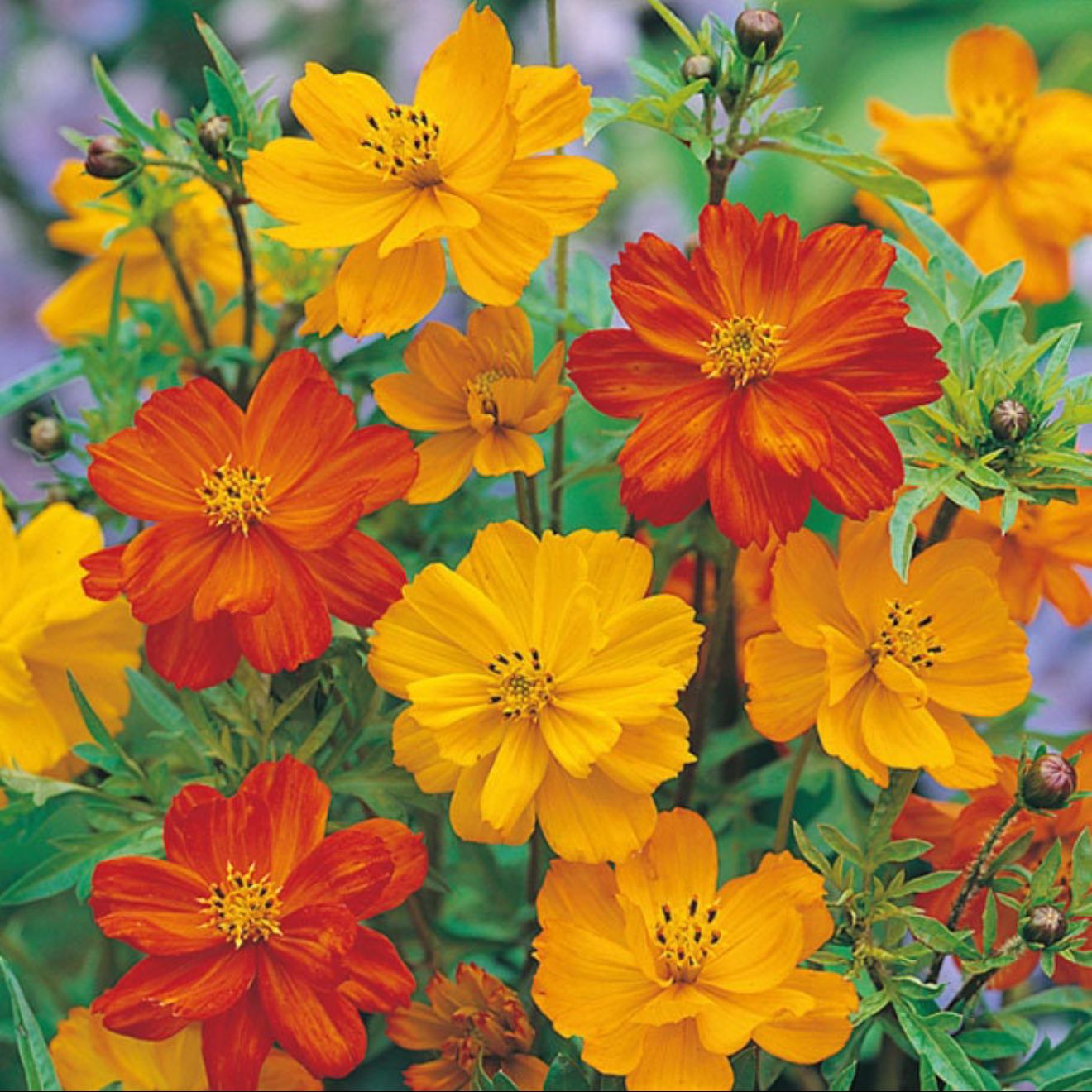 Photo of the plant species Sulphur Cosmos by @AppetentFrithia named Fernie Mac on Greg, the plant care app
