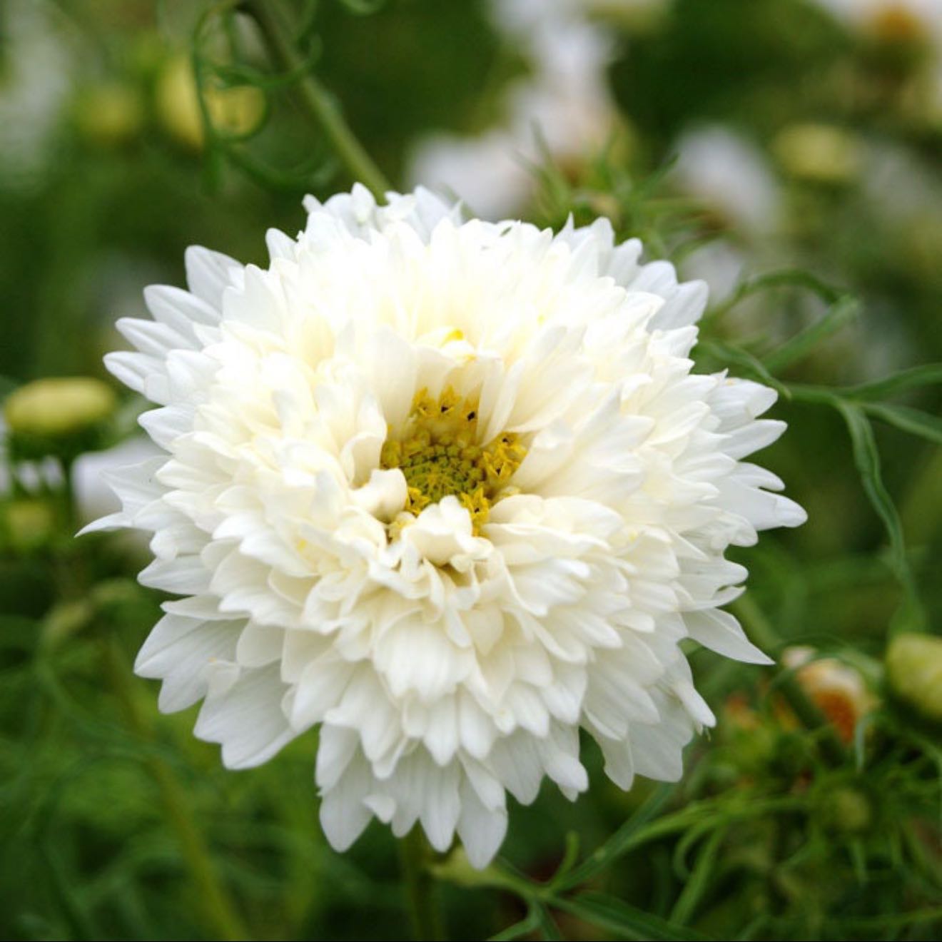Photo of the plant species Garden Cosmos by @AppetentFrithia named Forrest on Greg, the plant care app