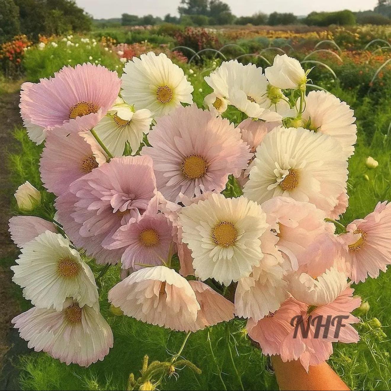 Photo of the plant species Garden Cosmos by @AppetentFrithia named Beckham on Greg, the plant care app