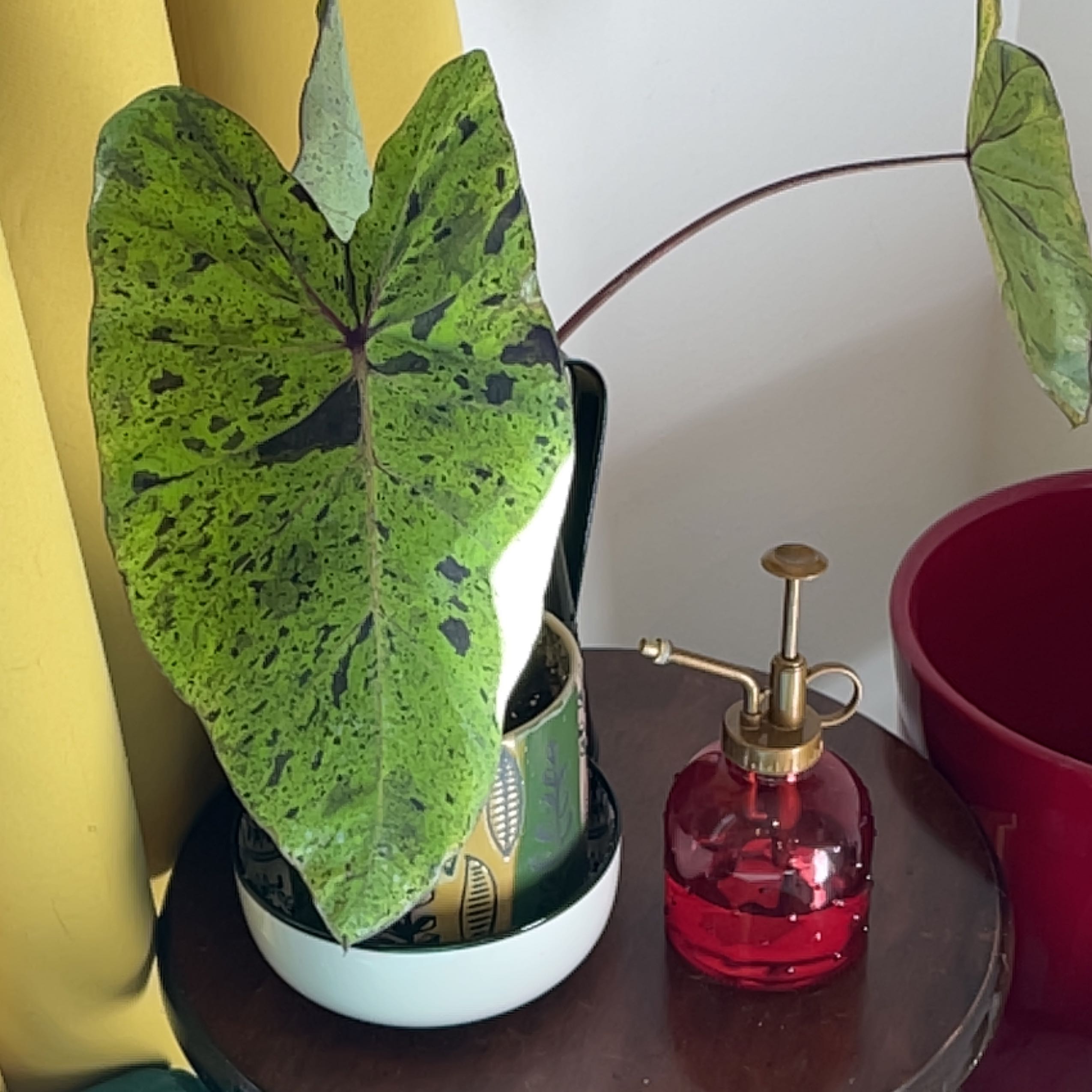 Photo of the plant species elephant ear mojito by @HelperSuncup named Sproutacus on Greg, the plant care app
