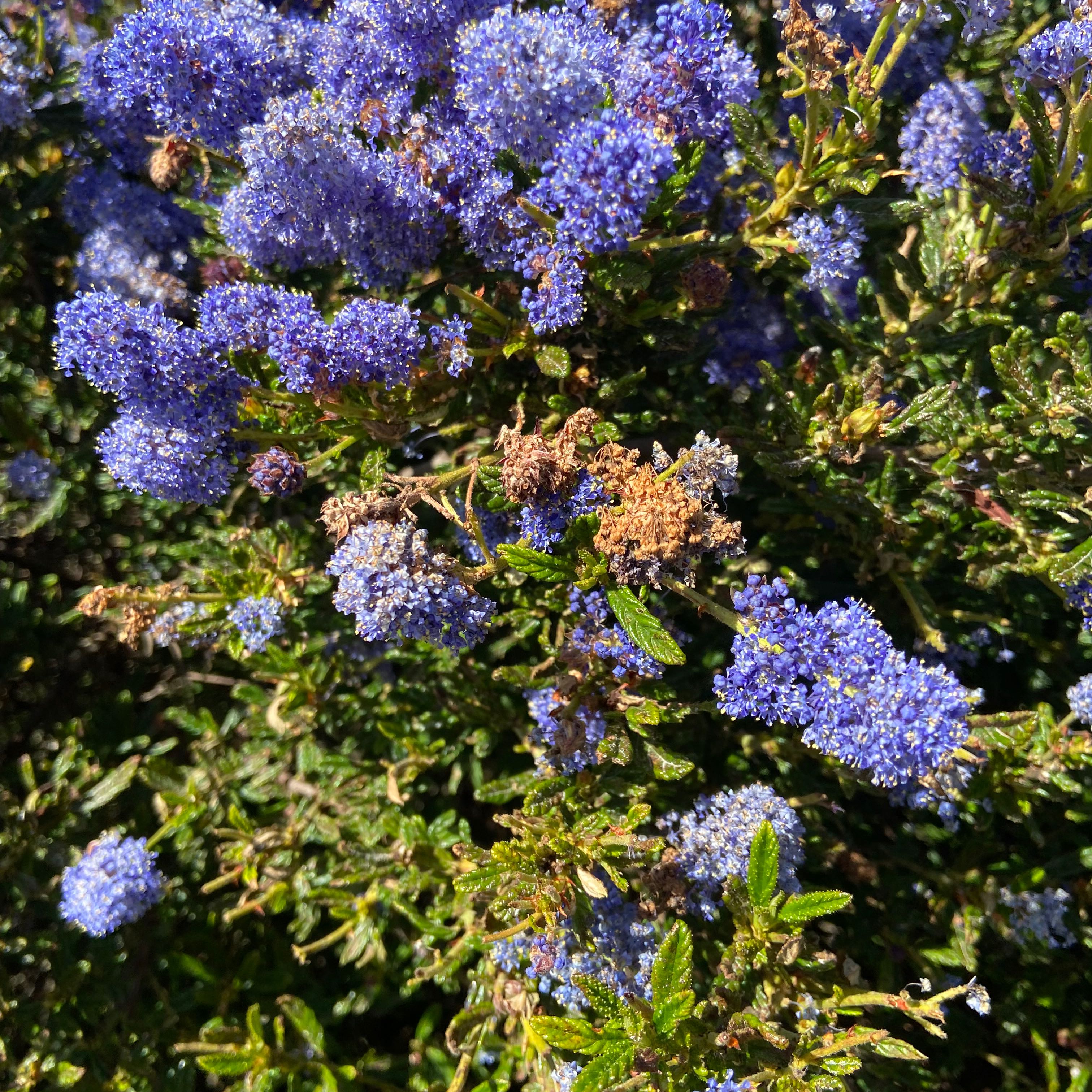 Photo of the plant species Wartleaf Ceanothus by @SocialBonsai named Wall-E on Greg, the plant care app