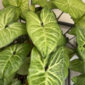 Arrowhead Plant uploaded to the Greg plant app by @FamousWildtea