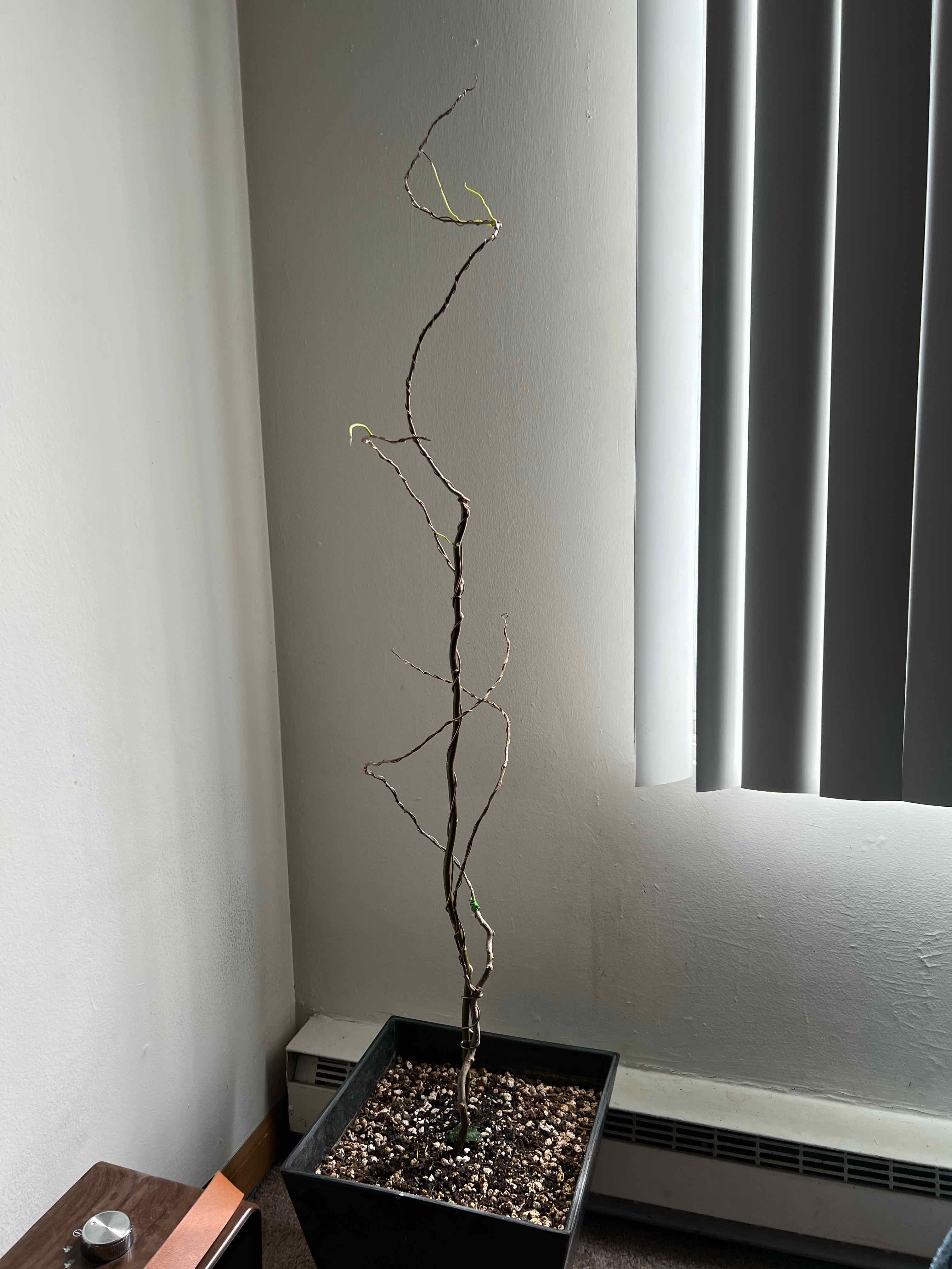 Morgan Treeman