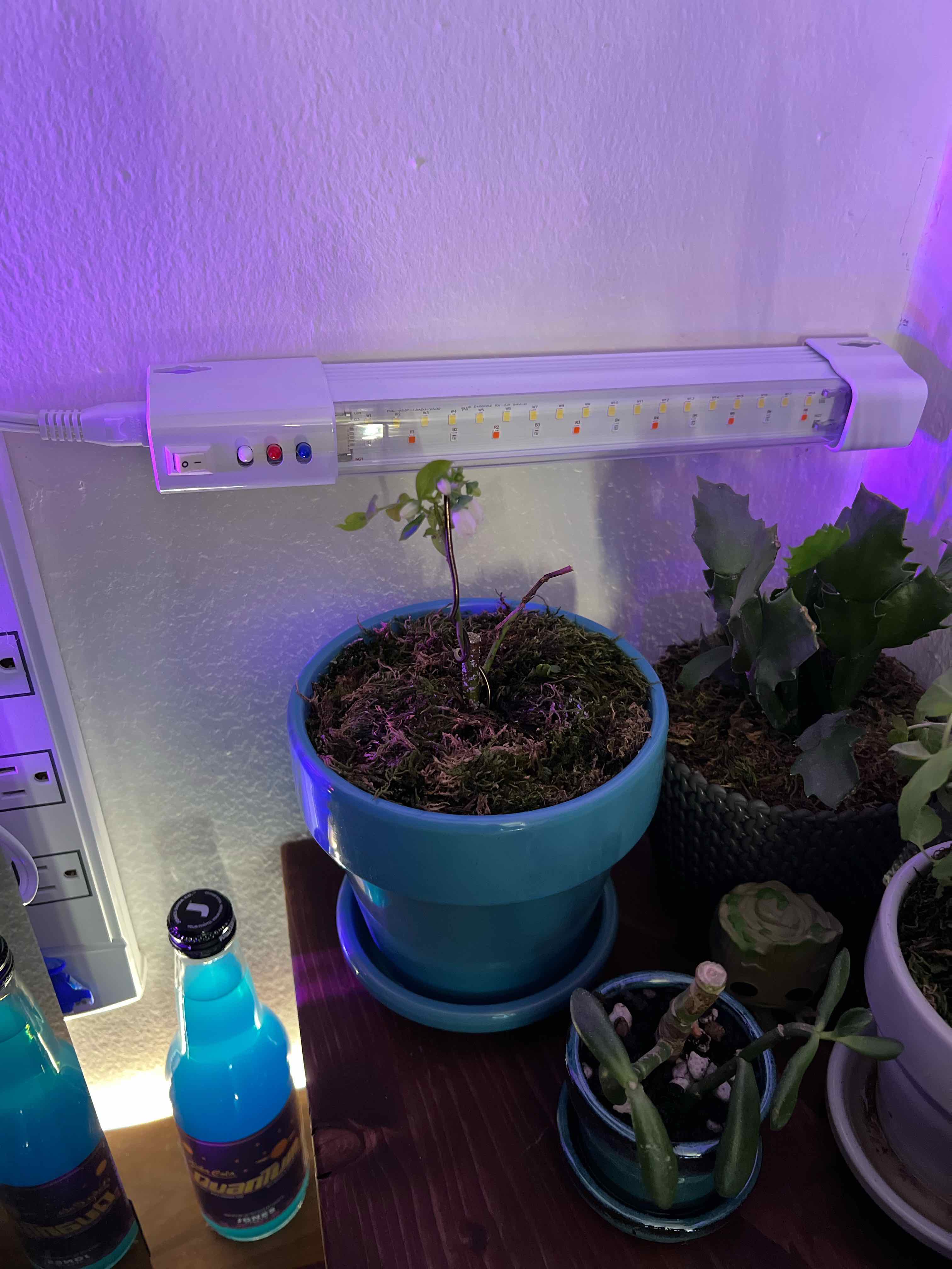 Young blueberry plant in a blue pot under a grow light with other plants in the background.