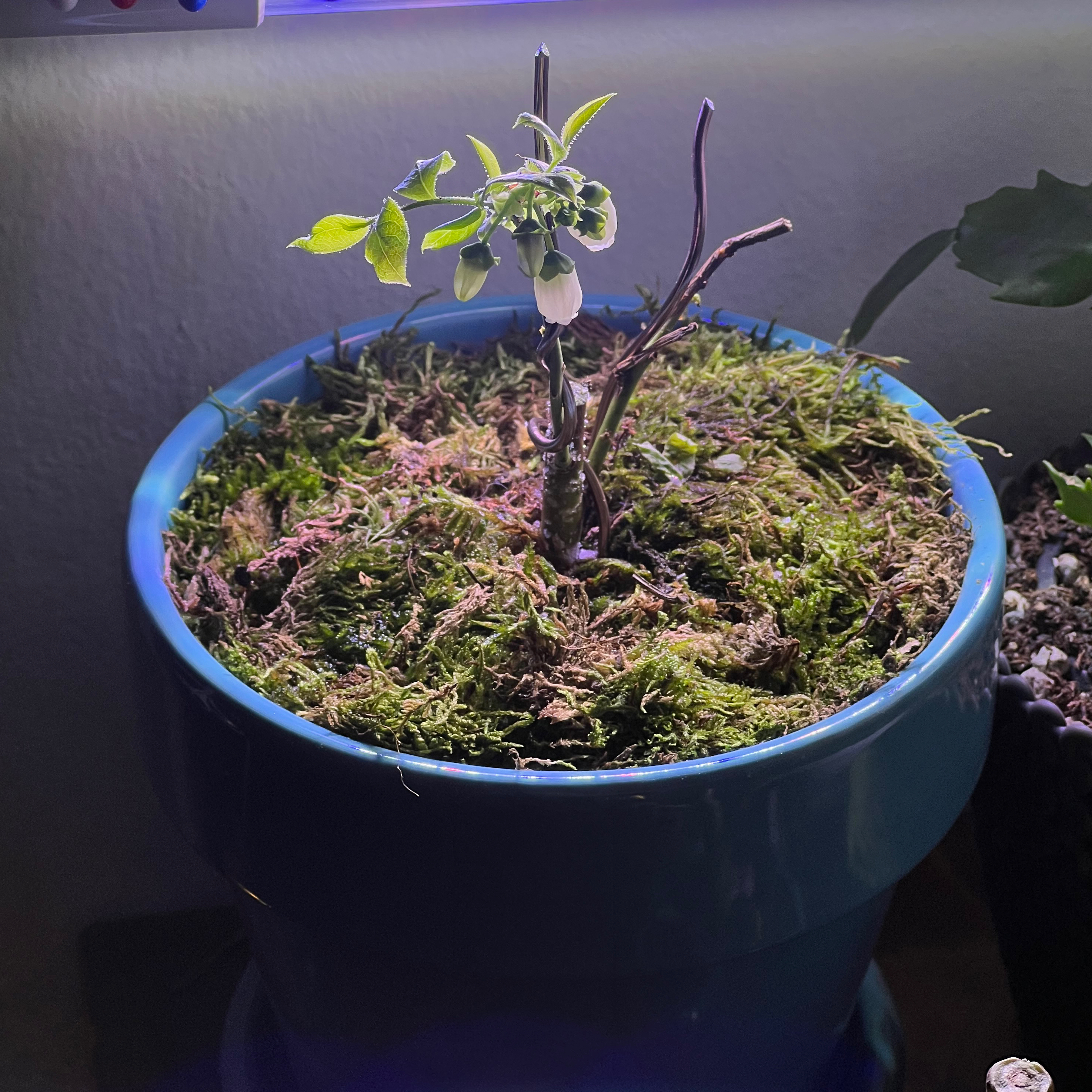 Blueberry plant in a blue pot with moss-covered soil and white flowers.