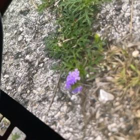 Photo of the plant species Dakota Mock Vervain by @UndefeatedAnise named Denali on Greg, the plant care app