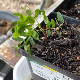 Photo of the plant species Pride Of Barbados by @UndefeatedAnise named Ulysses S Plant on Greg, the plant care app