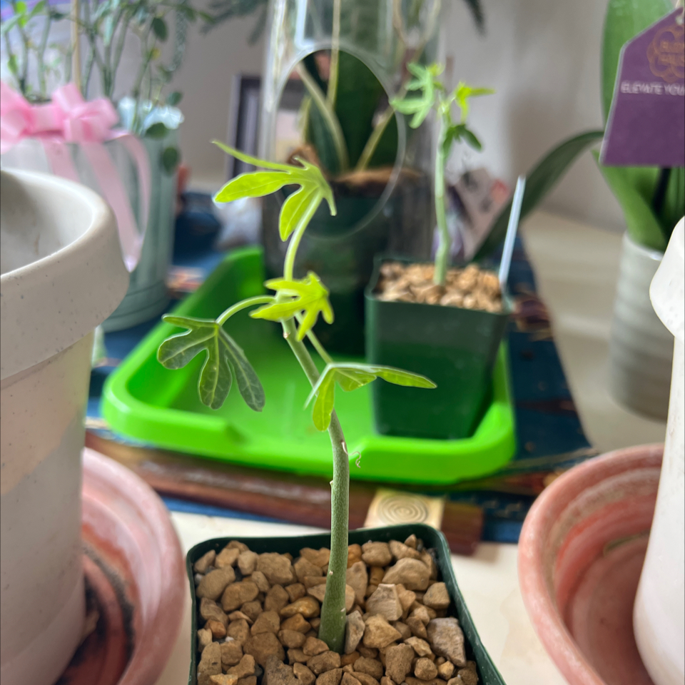 Photo of the plant species Adenia venenata by @SatisfiedTitoki named Passion Flower x 2 on Greg, the plant care app