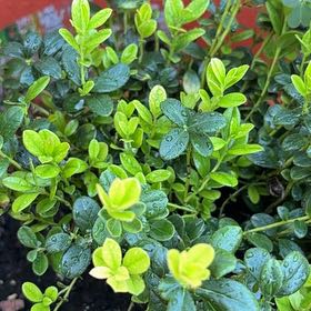 Photo of the plant species Northern Mountain Cranberry by @PlantMom7 named Harmony on Greg, the plant care app