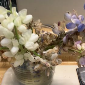 Photo of the plant species Spreading Bellflower by @ZanyRyebrome named Willow on Greg, the plant care app