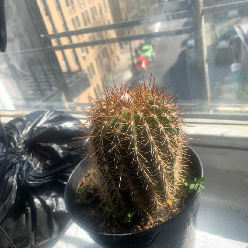 Torch Cactus on a windowsill in a black pot, appears healthy.