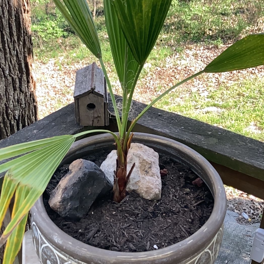 Young Mexican Fan Palm in a decorative pot with visible soil and rocks.