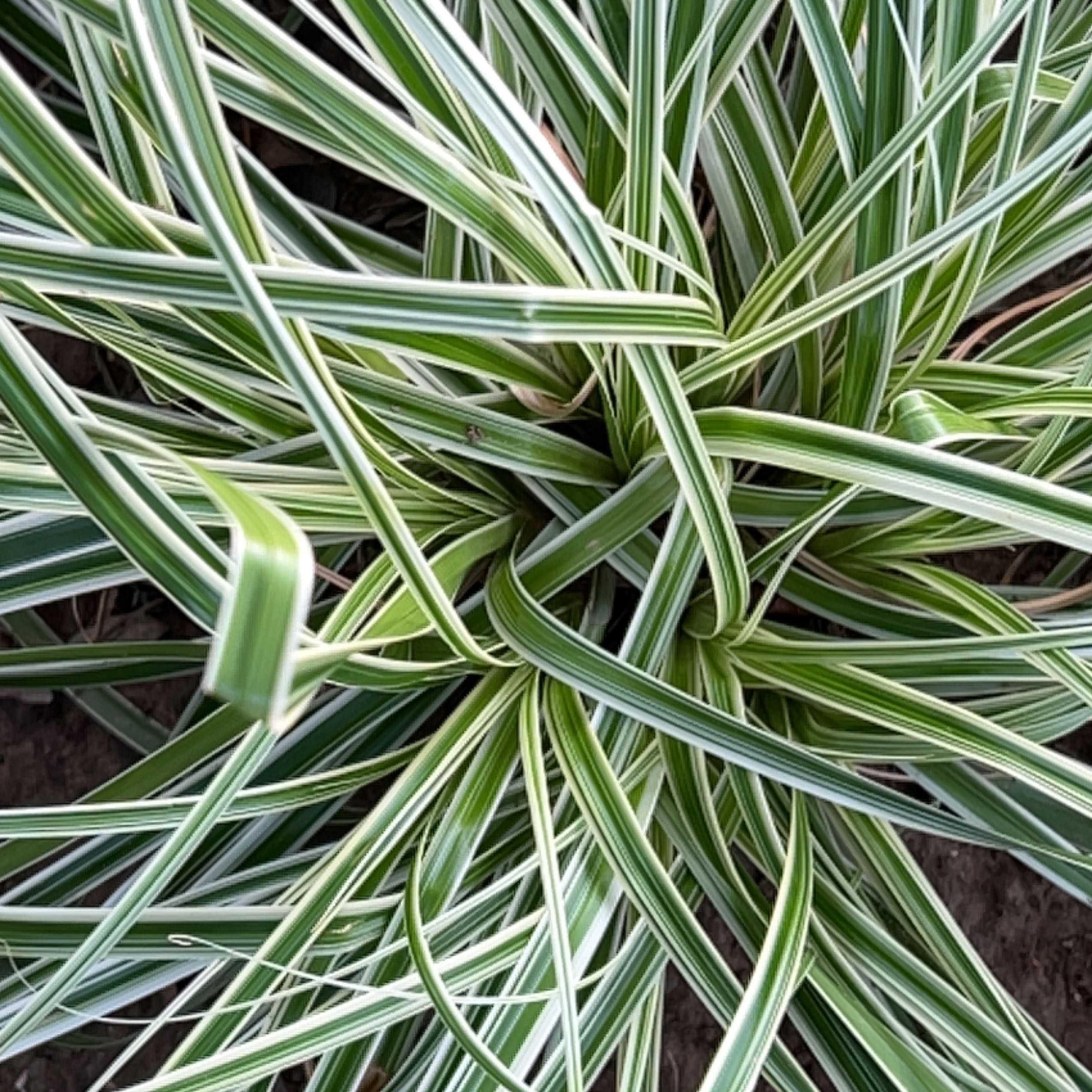 Big Blue Lilyturf plant with long, narrow, variegated leaves.