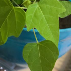 Photo of the plant species Yellow Passionflower by @AffableRedpine named Sherlock on Greg, the plant care app