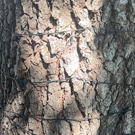 Photo of the plant species Silver Pine by @AffableRedpine named Beckham on Greg, the plant care app