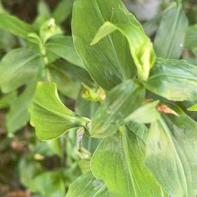 Photo of the plant species Asiatic Dayflower by @AffableRedpine named Khaleesi on Greg, the plant care app