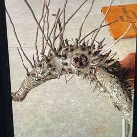 Photo of the plant species American Sweetgum by @AffableRedpine named Morgan Treeman on Greg, the plant care app