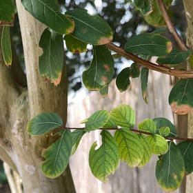 Photo of the plant species Crape Myrtle by @AffableRedpine named Girlfrond on Greg, the plant care app